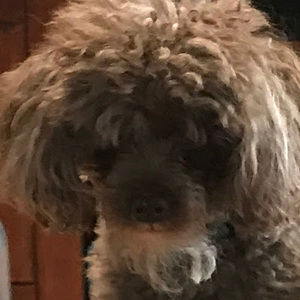 Meet your Posher, Lalia